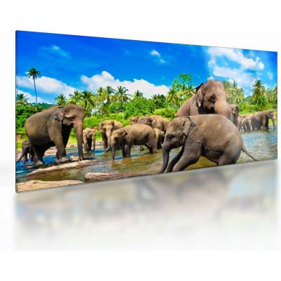 Skleněný obraz - Sloni, Sri Lanka, jednodílný 100x50 cm na skle – Hledejceny.cz