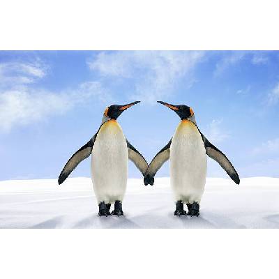 Plagát, Obraz - Two King Penguins Stand Side by, Digital Zoo, 40 × 26.7 cm