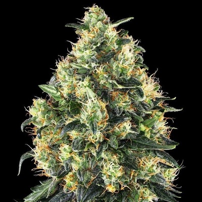 Sensi Seeds Super Skunk Automatic semena neobsahují THC 5 ks