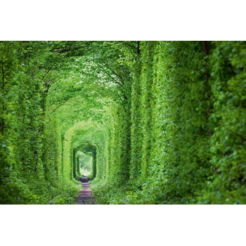 DIMEX ART s. r. o Флизелинов фототапет зелен тунел 375 x 250 см