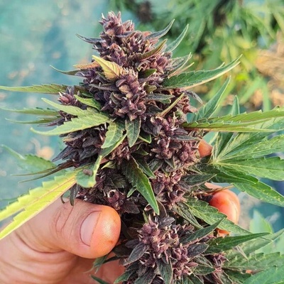 Trilogene Seeds Glu CBD Auto semienka neobsahujú THC 5 ks