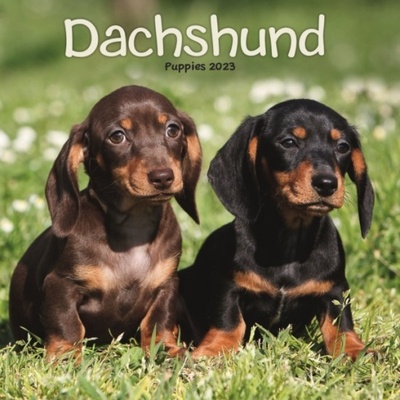 Dachshund Puppies Mini Square Wall 2023