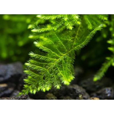 Vesicularia montagnei 7 cm – Sleviste.cz