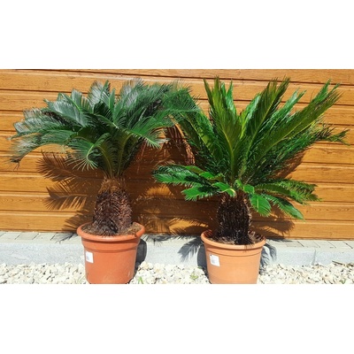 Cykas japonský (Cycas revoluta) kmeň 25-30cm