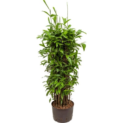 Dracaena surculosa Bush Pots. 28/19 v.135 cm