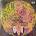 Witch - Witch CLR LP