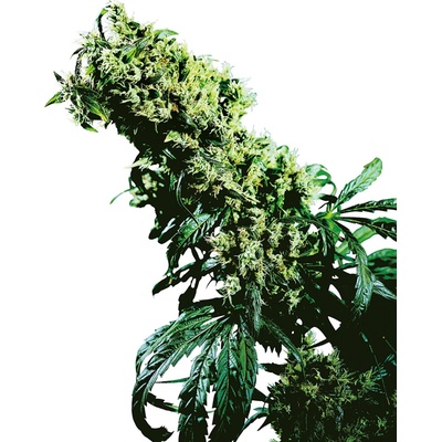 Sensi Seeds Northern Lights #5 x Haze regular semienka neobsahujú THC 10 ks