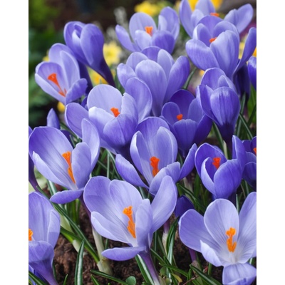 Krokus velkokvětý 'Grand maitre' 10 ks Velikost cibulek: 6/7 – Sleviste.cz