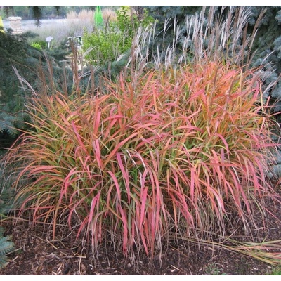 Miscanthus sinensis PURPLE FALL - ozdobnice čínská
