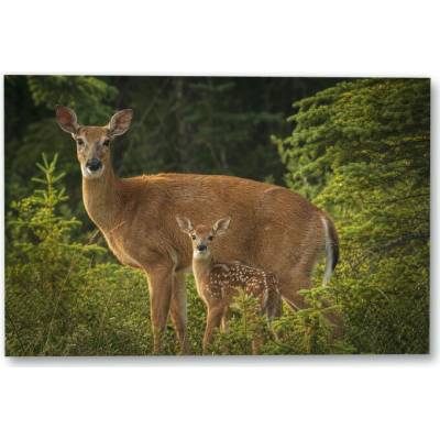 Plakát – Dospělý jelenovitý savec s mládětem 120 × 80 cm Bez rámu Ne Bez rámu – Hledejceny.cz