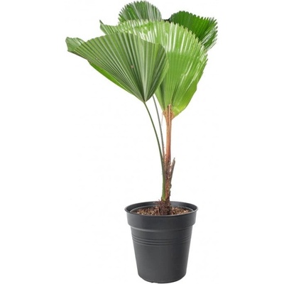 Filodendron květináč 23cm