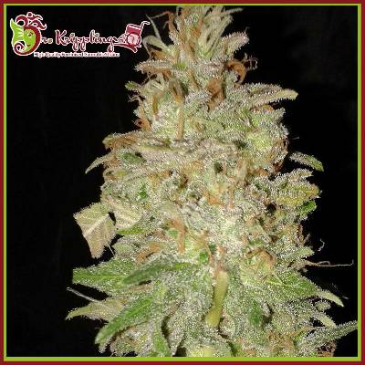 Dr. Krippling Seeds Chocolate Orange AUTO semena neobsahují THC 10 ks