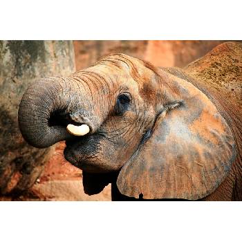 Slon pro štěstí - foto na plátně 50x80 cm
