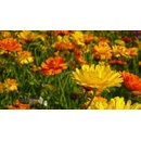 Semená nechtíka lekárskeho s vysokou zmesou Polan 3 g