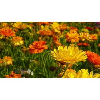 Semená nechtíka lekárskeho s vysokou zmesou Polan 3 g