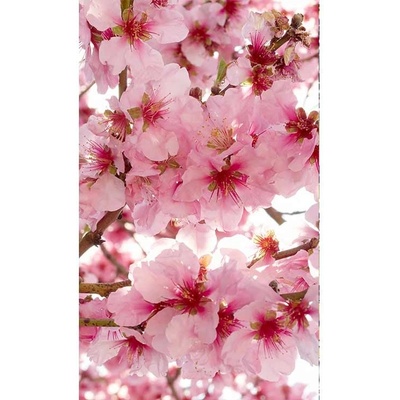 Dimex MS-2-0108 vliesová fototapeta rozměry 150 x 250 cm