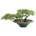 Bonsai Cedr, 40 cm