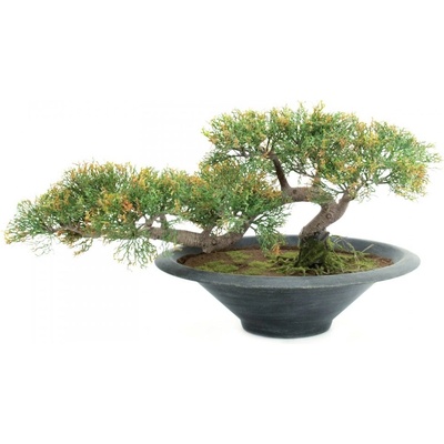 Bonsai Cedr, 40 cm