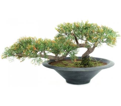Bonsai Cedr, 40 cm