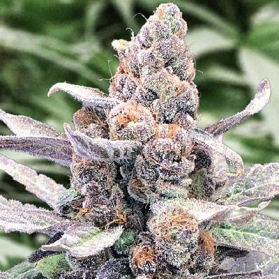 High Speed Buds Wedding Crasher AUTO semena neobsahují THC 1 ks