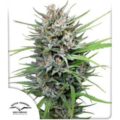 Dutch Passion Passion #1 semena neobsahují THC 5 ks