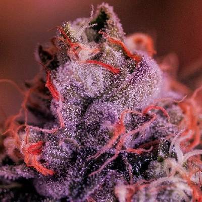 Positronics Gordomaster Kush semena neobsahují THC 3 ks