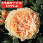 Delbard® Роза Avalanche Abricot®