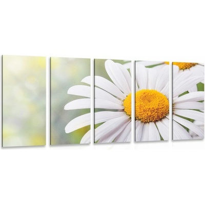 5-dielny obraz kvety margarétky