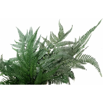 Stabilizovaná papraď - Fern Leather