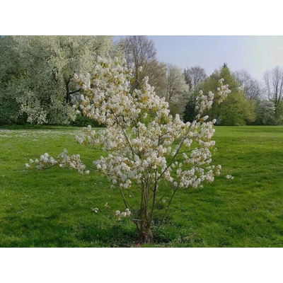 Muchovník lamarckov, výška 50-60 cm, kvetináč 3 l