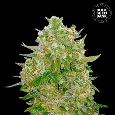 Bulk Seed Bank Master Kush Grand semienka neobsahujú THC 100 ks