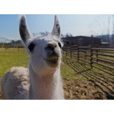 Roční vstup do Zoo Tábor