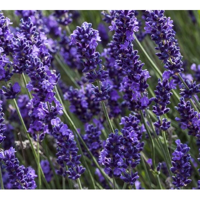 levandule-online.cz Levandule Hidcote Blue Strain- levandule lékařská květináč 13 cm