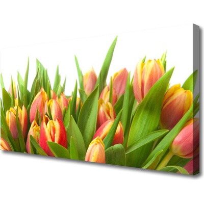 Obraz Canvas Tulipány kvety rastlina 100x50 cm
