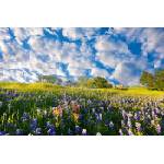 DIMEX ART Флизелинов фототапет син боне 375 x 250 см