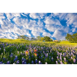 DIMEX ART Флизелинов фототапет син боне 375 x 250 см