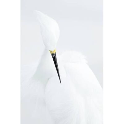 Plakát, Obraz - Abstract shot of Snowy Egret (Egretta thula)., Rostislav Kralik, 26.7 × 40 cm
