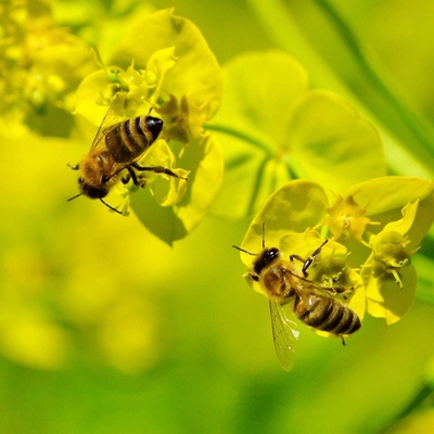 Semínka - základní směs louky pro včely, 50 g