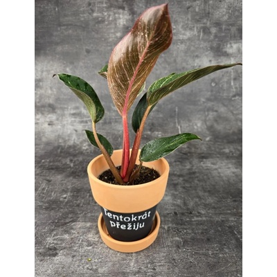 Philodendron Pink Birkini 12 cm