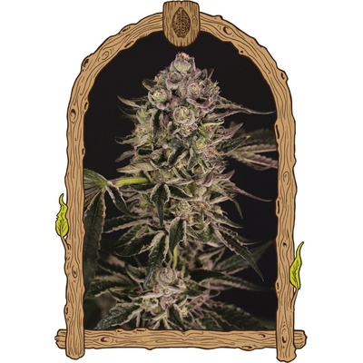 Exotic Seed Quick Sherbet semienka neobsahujú THC 10 ks