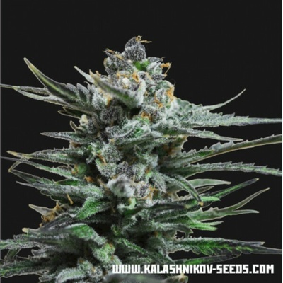 Kalashnikov Seeds Blue Acid AUTO semena neobsahují THC 3 ks