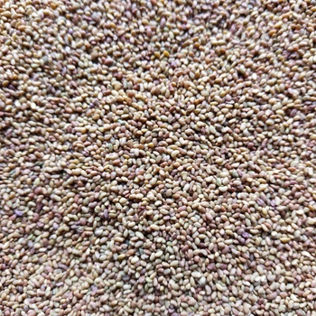 Lucerna na mikrozeleninu, 50 g
