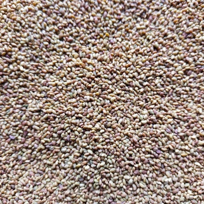 Lucerna na mikrozeleninu, 50 g