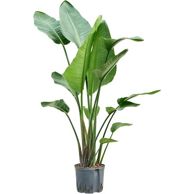 Strelitzia nicolai 2pp 22/19 v. 130 cm