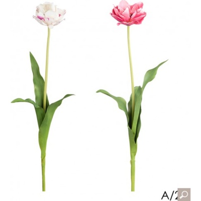 Tulipán H71 růžový / bílý barva / provedení: bílá