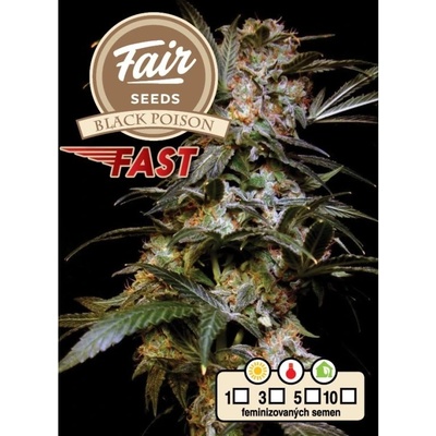 Fair Seeds Black Poison Fast semena neobsahují THC 10 ks
