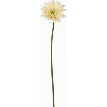 KS GERBERA CREM 45CM