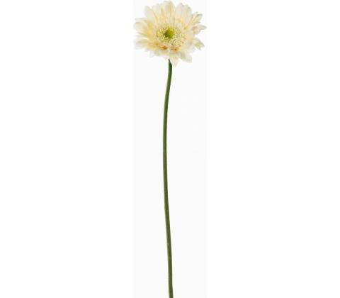 KS GERBERA CREM 45CM