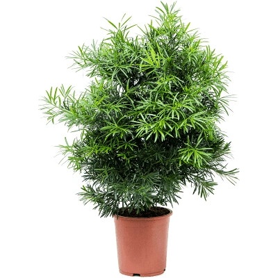 Podocarpus macrophyllus bush 30 x 110 cm
