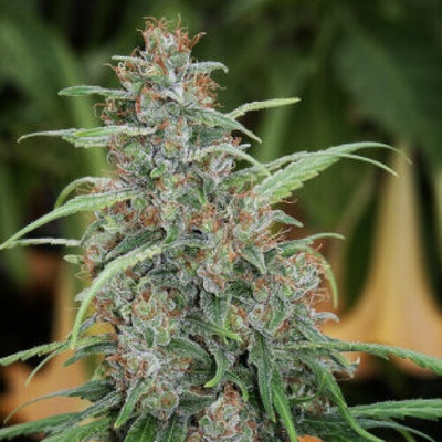 Mandala Seeds Fast NGlorious regular semena neobsahují THC 5 ks